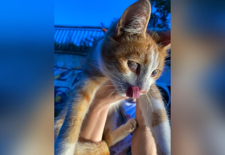 Помогите пристроить: В Уфе слепой котёнок выживает под мостом - Общество –  UfacityNews.ru