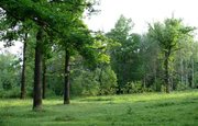 Администрацию Бирска обязали поставить на учет бесхозные леса