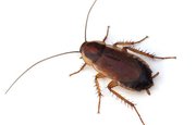 Тараканы используют боевые приемы для защиты от паразитов 