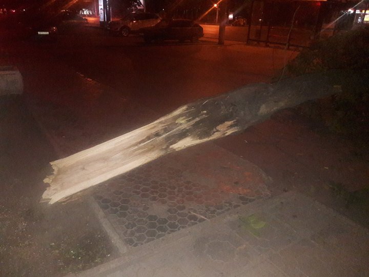 В Уфе упавшее дерево перегородило проезд