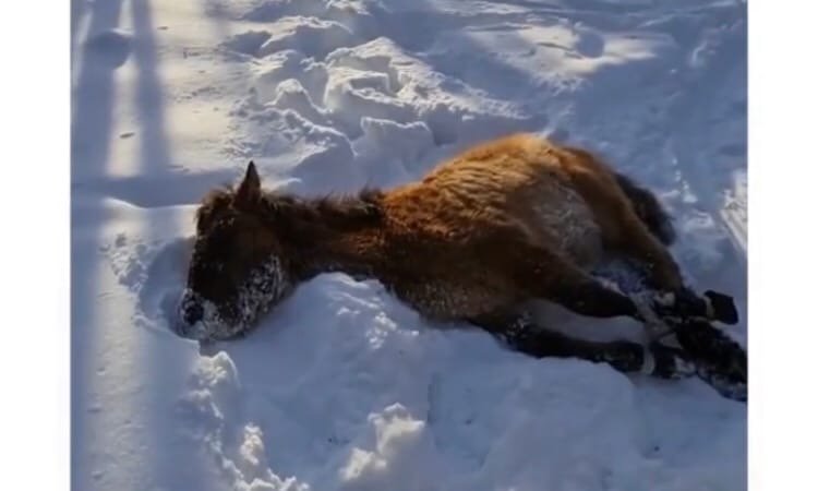 Овощной замерзший обнюхивая перепрятанный