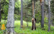 В заповеднике в Башкирии медведь продемонстрировал на камеру свои умения