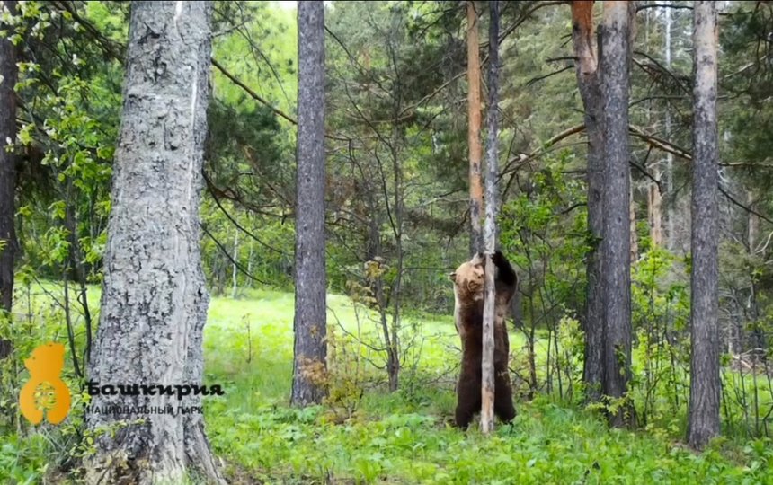 В заповеднике в Башкирии медведь продемонстрировал на камеру свои умения