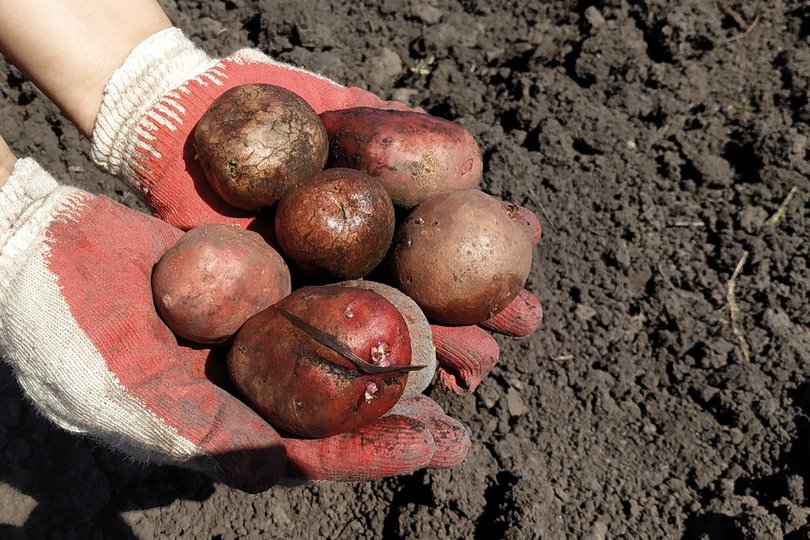 Эксперты предупреждают об опасности проросшего картофеля