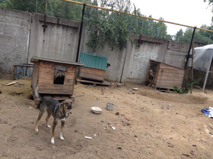 В Башкирии будут действовать новые правила отлова бездомных животных