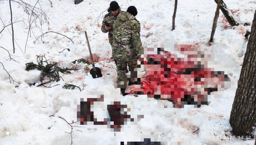 В Башакрии застрелили беременную лосиху и двух лосят