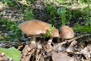 В Башкирии грибами отравились семь человек