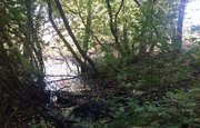 В Уфе в лесу нашли пятно мазута размером с озеро 