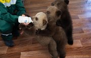 В уфимском парке Лесоводов родились пятеро медвежат