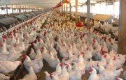 Отходы птицефермы в Башкирии создавали угрозу распространения инфекций
