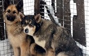 «Погибнут  от холода и голода»: В Уфимском районе зоозащитники пытаются спасти двух собак от нерадивой хозяйки 