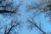 Уфимский 234-летний дуб может стать «Деревом года»