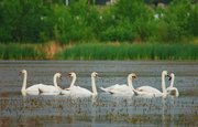 В Уфе может появиться еще одно озеро с лебедями – птицы прилетели в Сипайлово 