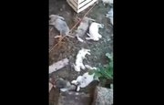 В Башкирии «чупакабра» загрызла десятки кроликов 