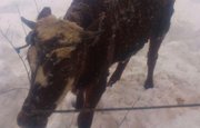 Уфимские спасатели поймали бегавшего по городу быка