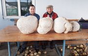 Житель Башкирии нашел в лесу грибы-гиганты