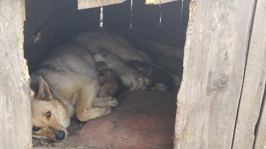 В Уфе волонтеры пытаются спасти собаку и щенят, которых хотят отравить
