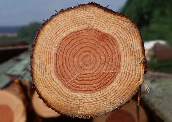 В Башкирии в производстве планируют использовать древесные отходы