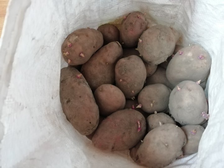 Жителям Башкирии будут платить деньги за выращенный картофель