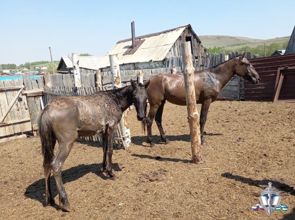 Житель Башкирии набил на похищенных лошадей инициалы своей жены