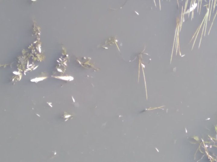 Минэкологии заинтересовалось массовой гибелью рыб на одной из рек Башкирии