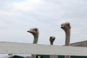 В Башкирии обнаружили эко-ферму со страусами, работающую без лицензии