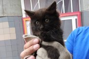 В Уфе спасатели помогли котенку с помощью Интернета