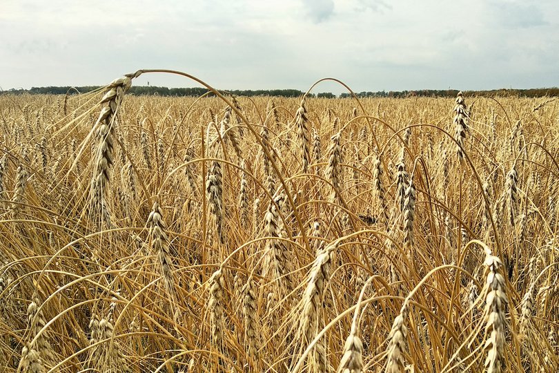 Глава Башкирии заявил о приходе крупных предприятий и холдингов в производство сельхозпродукции