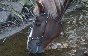 Житель Башкирии похитил лошадь, чтобы потребовать за неё выкуп
