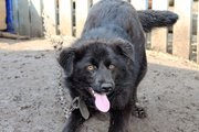 В Башкирии от укусов собак пострадали 424 ребёнка