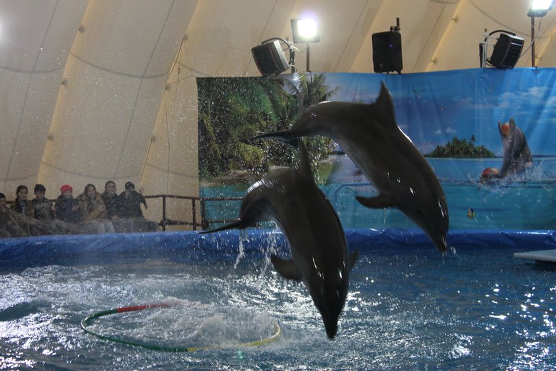 Выиграй билет на бесплатное посещение уфимского дельфинария!