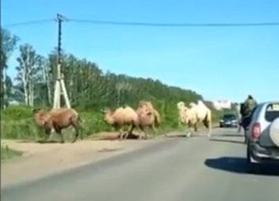 В Башкирии замечен караван верблюдов