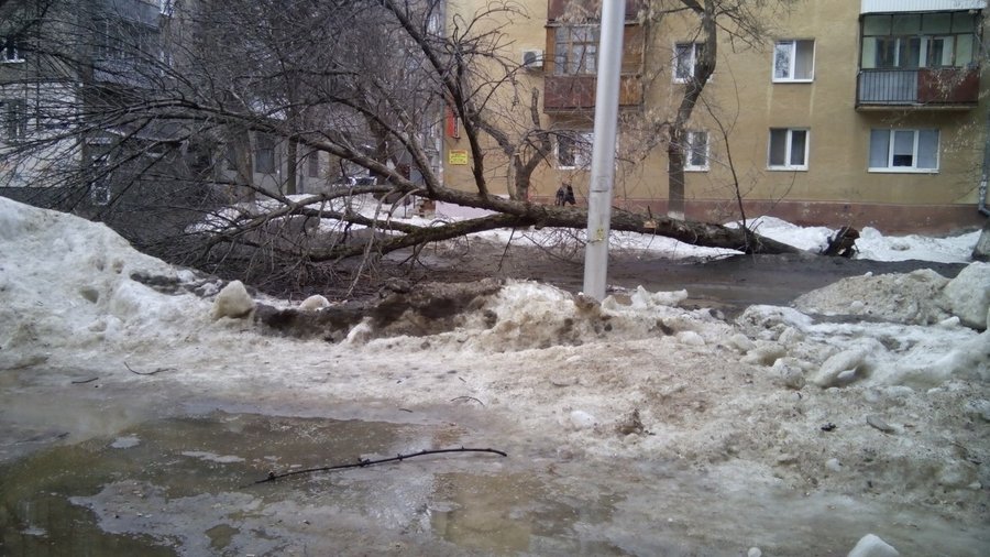 В Уфе упавшее дерево перекрыло въезд во двор