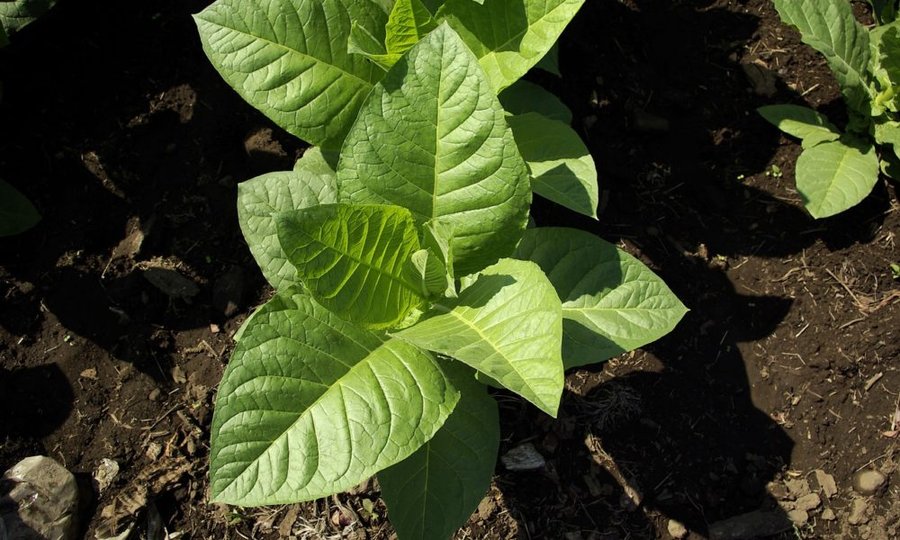 Российские садоводы решили посадить табак. Продажи его семян резко выросли 