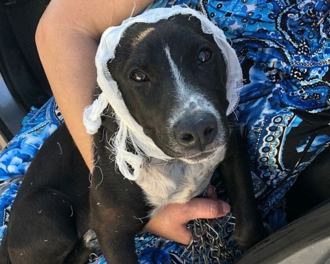 В Башкирии живодер отрезал уши трехмесячному щенку