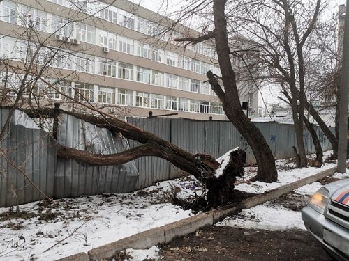 В Уфе на автомобили упали деревья в результате сильного снегопада