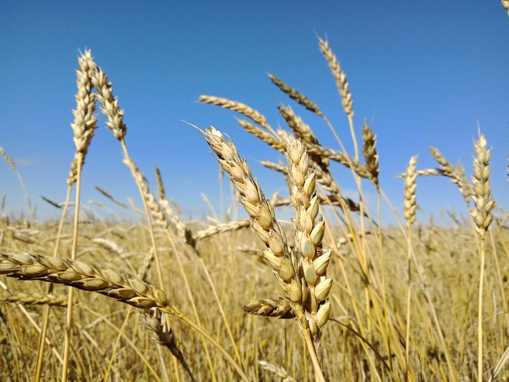 В республике производители зерна получат почти 600 миллионов рублей