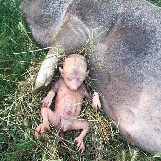 В Башкирии в соцсетях набирает популярность фото с якобы рождённым от свиньи и человека ребёнком