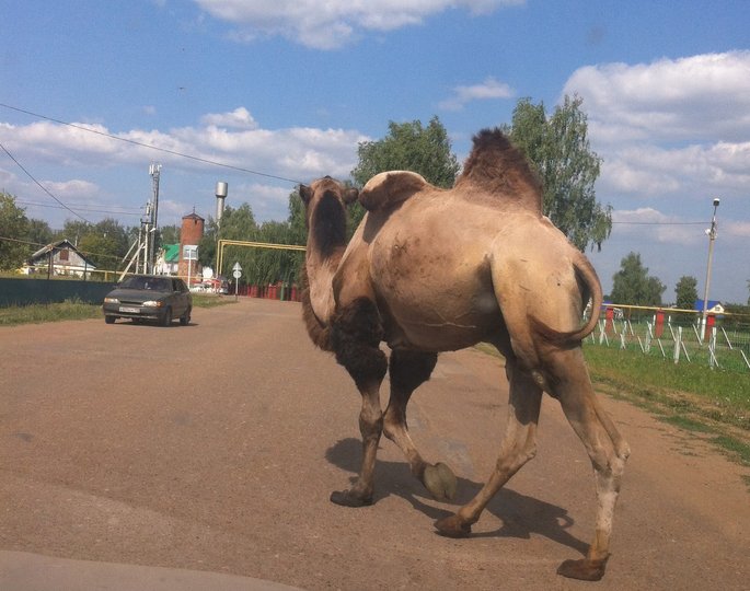 В Башкирии из зоопарка сбежал верблюд