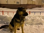 «Блоховозы» – Ситуация с бродячими собаками в жилых комплексах Уфы накаляется