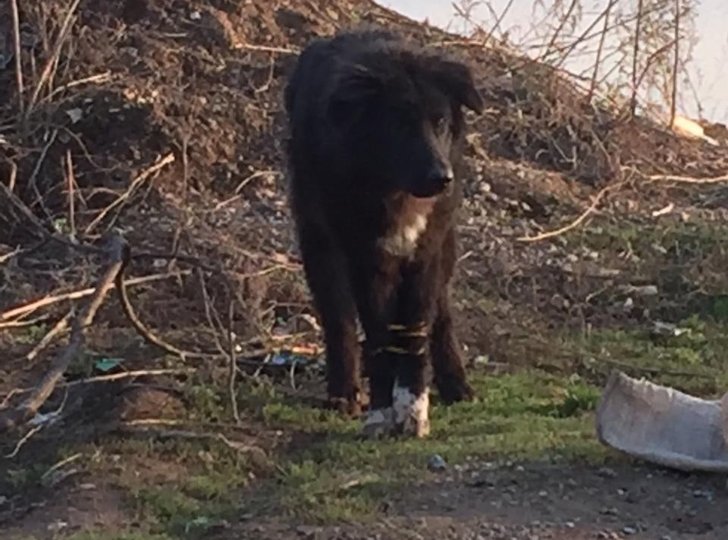 В Уфе неизвестные жестоко расправились с бродячей собакой, которую зоозащитники спасли от смерти