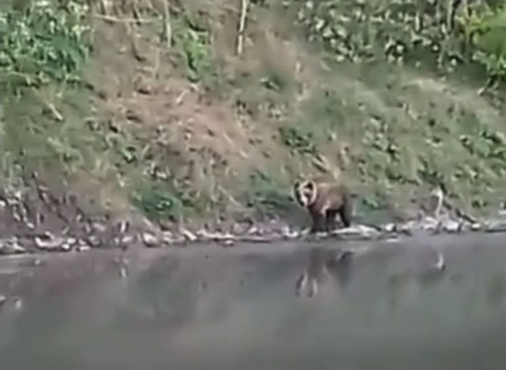 Видео: В Башкирии медведь вышел на берег реки к рыбакам