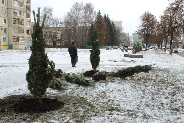 В Уфе на улице Магистральной высадили деревья-крупномеры